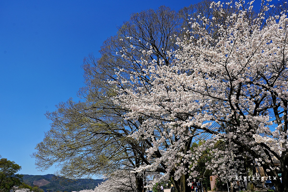 京都賞櫻櫻花 半木の道 鴨川公園