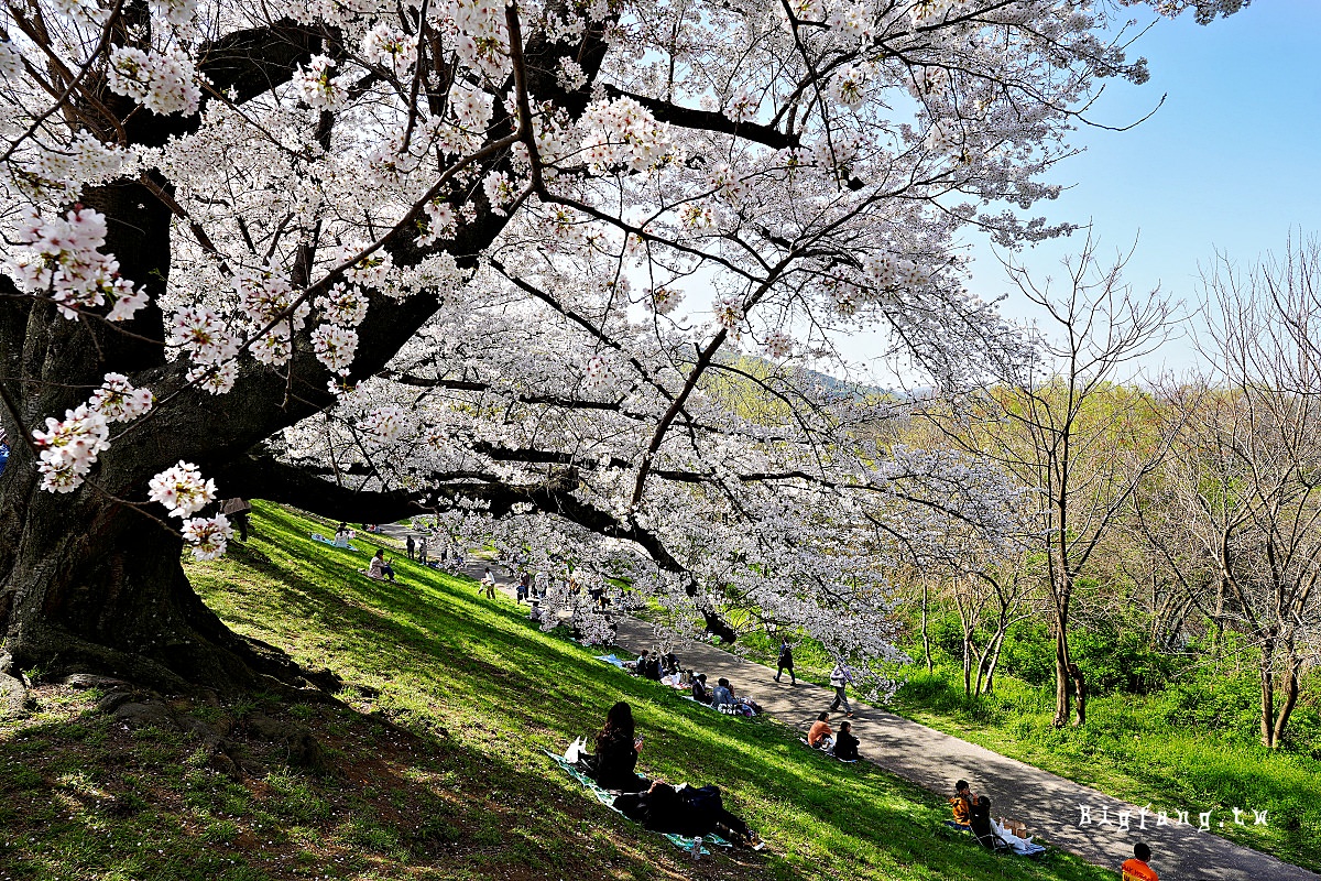 京都櫻名所 背割堤の桜 八幡市淀川河川公園