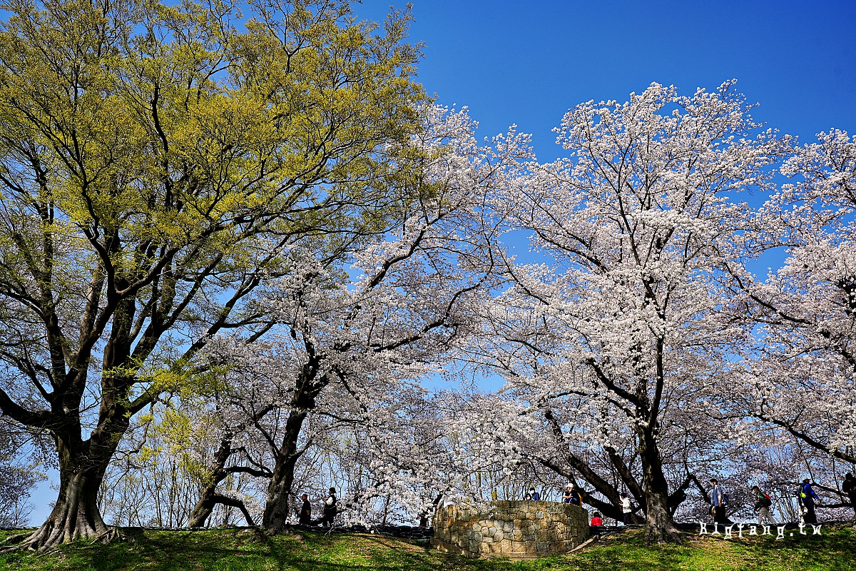 京都櫻名所 背割堤の桜 八幡市淀川河川公園