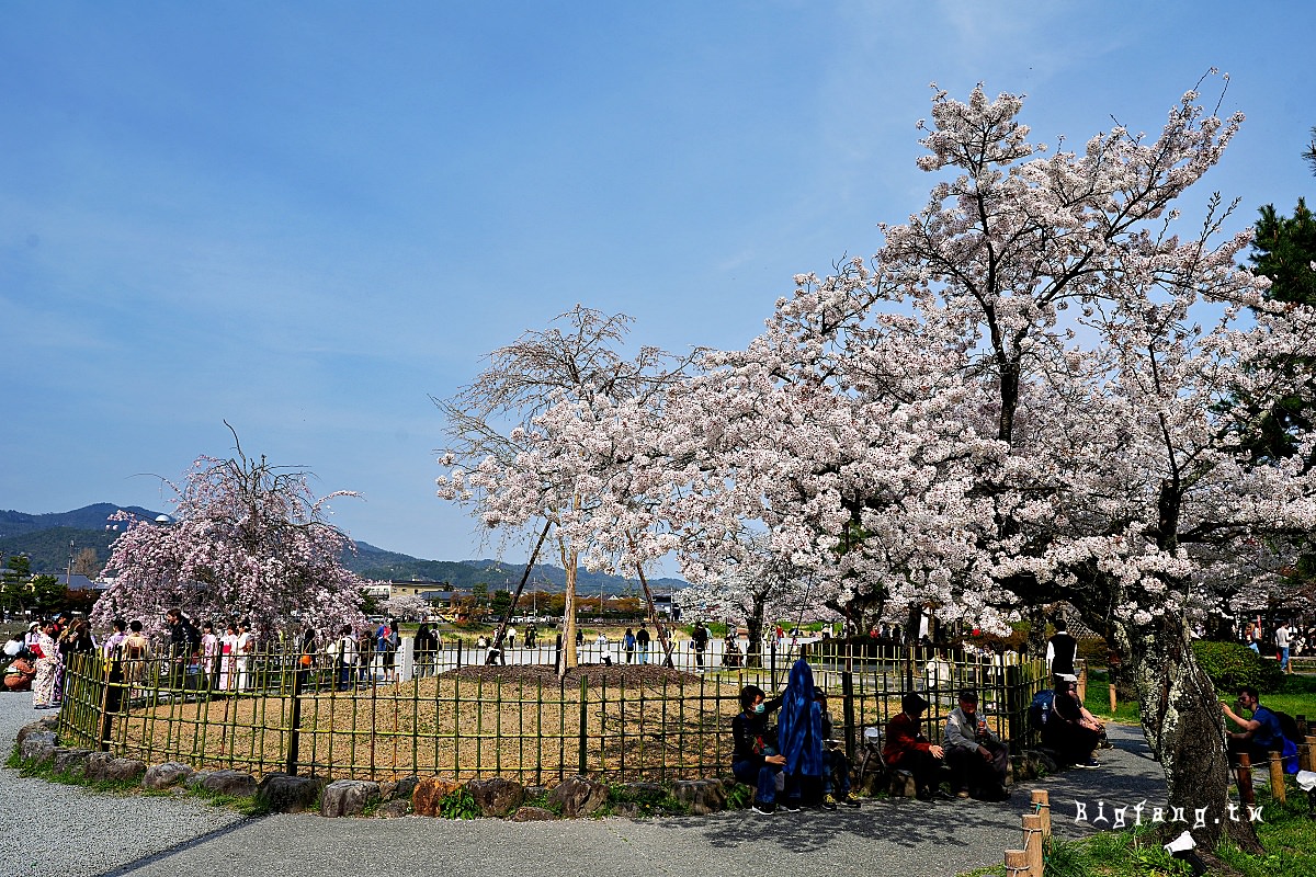 嵐山公園 春天賞櫻櫻花