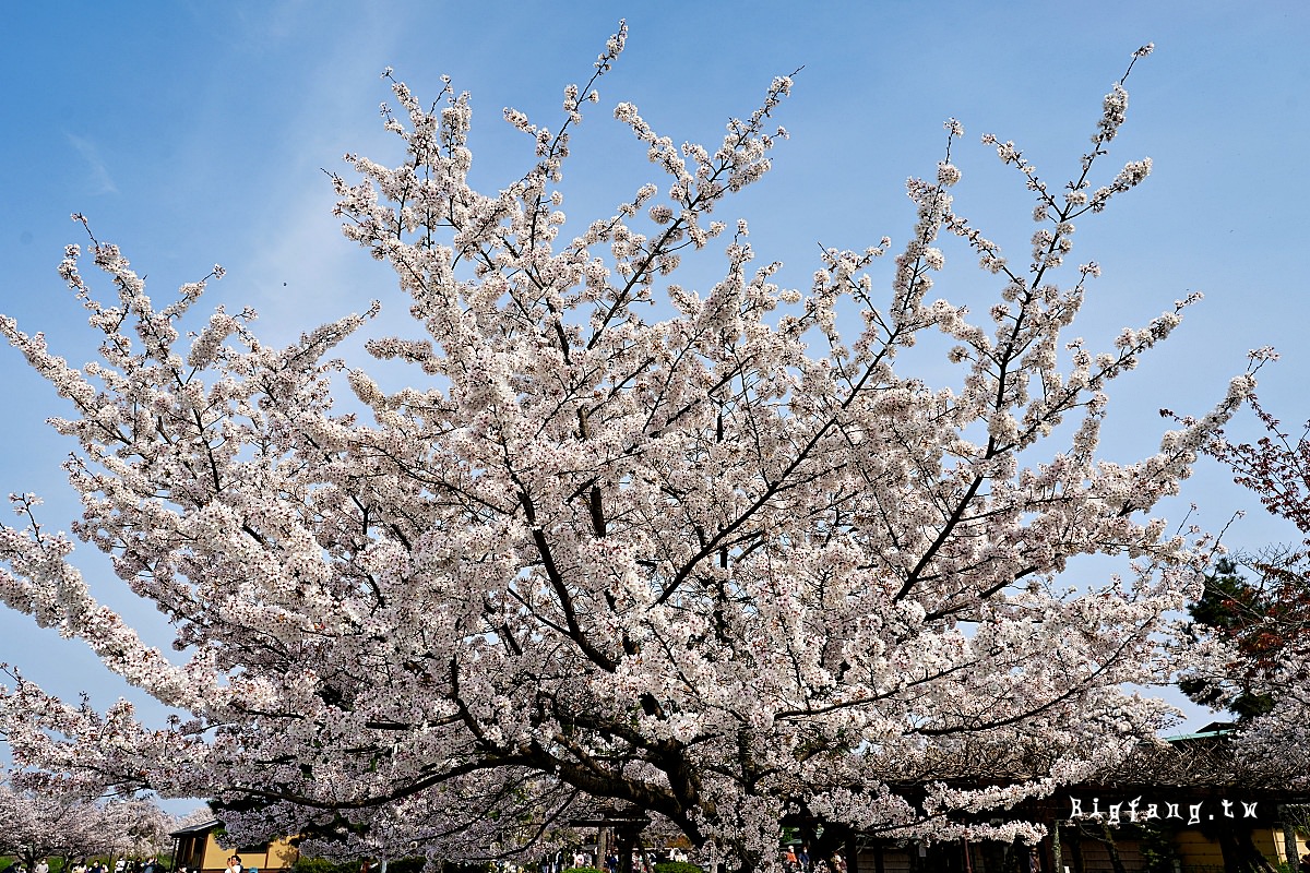 嵐山公園 春天賞櫻櫻花