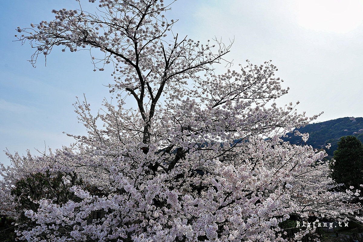 阪急電鐵 嵐山櫻花