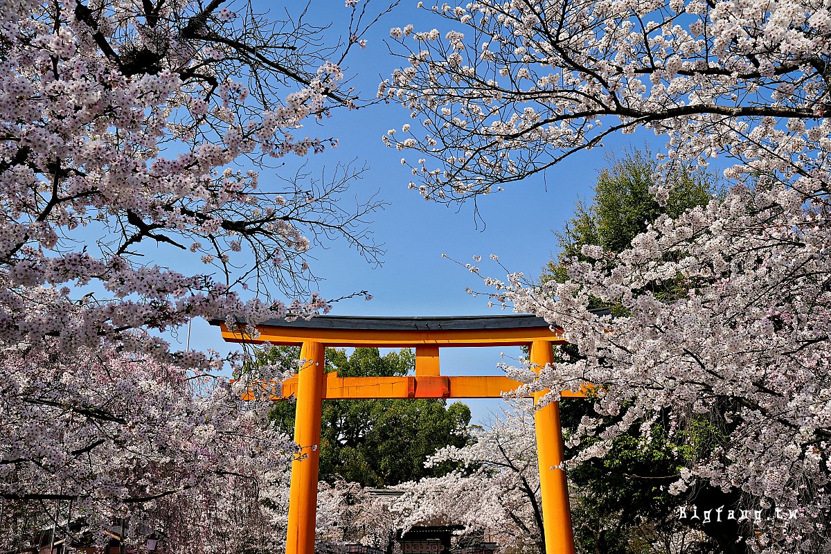京都賞櫻 平野神社の櫻