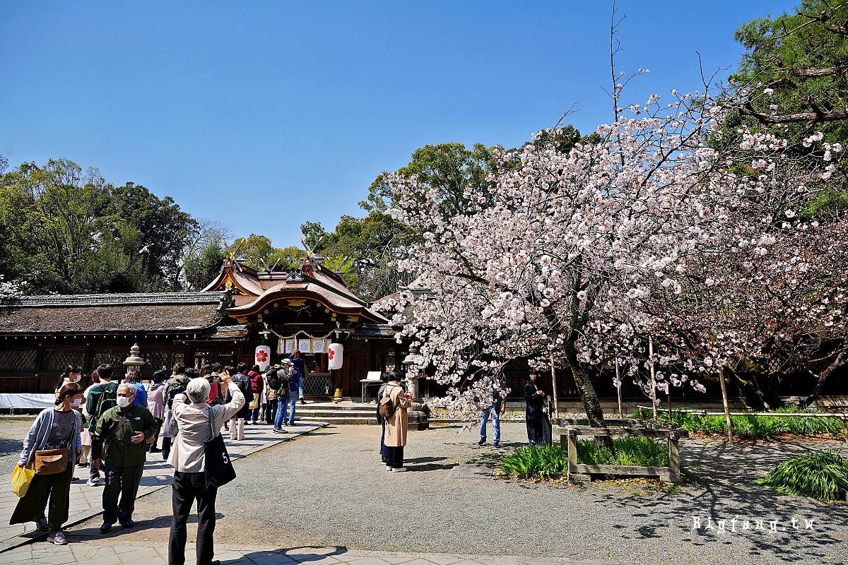 京都賞櫻 平野神社の櫻