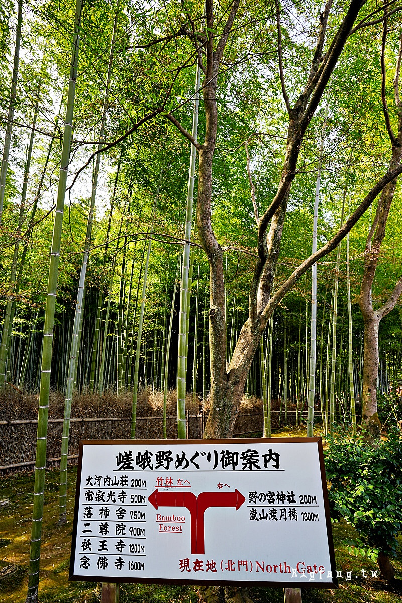 京都嵐山 天龍寺 竹林 曹源池庭園 世界遺產