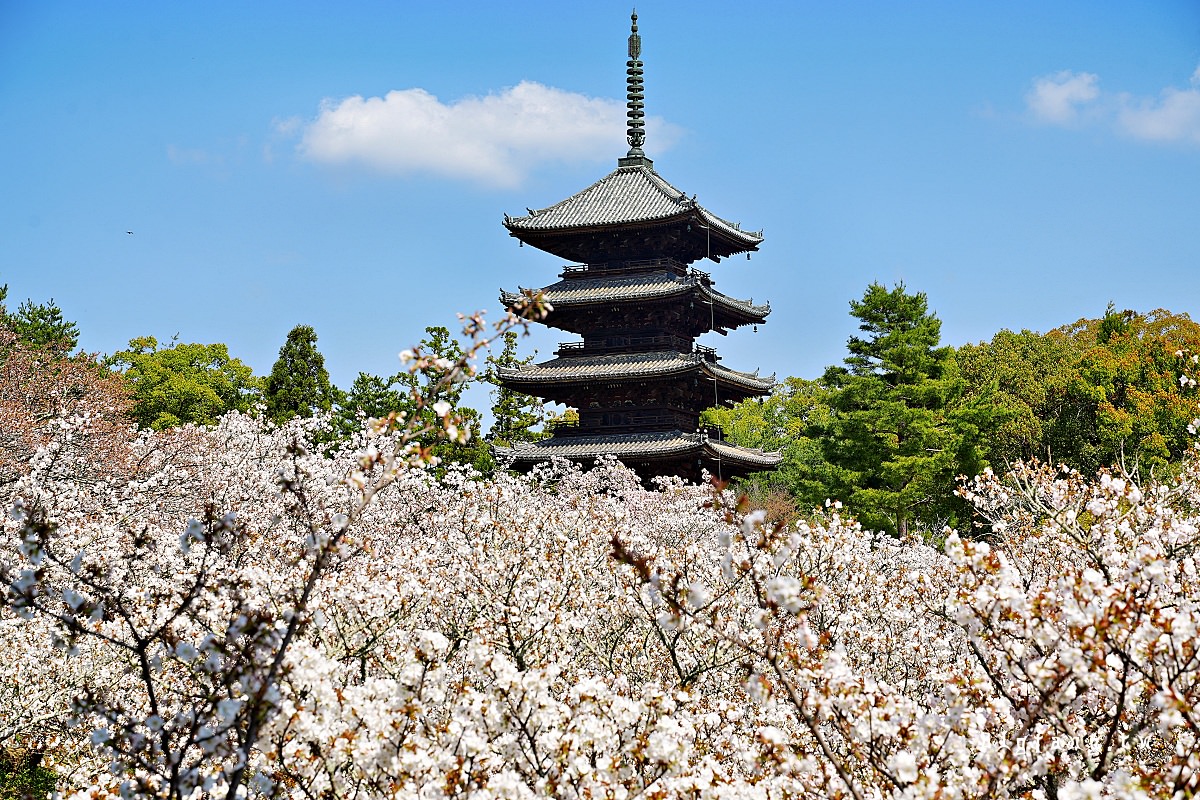 京都櫻名所 仁和寺 御室櫻花 五層塔 世界遺產