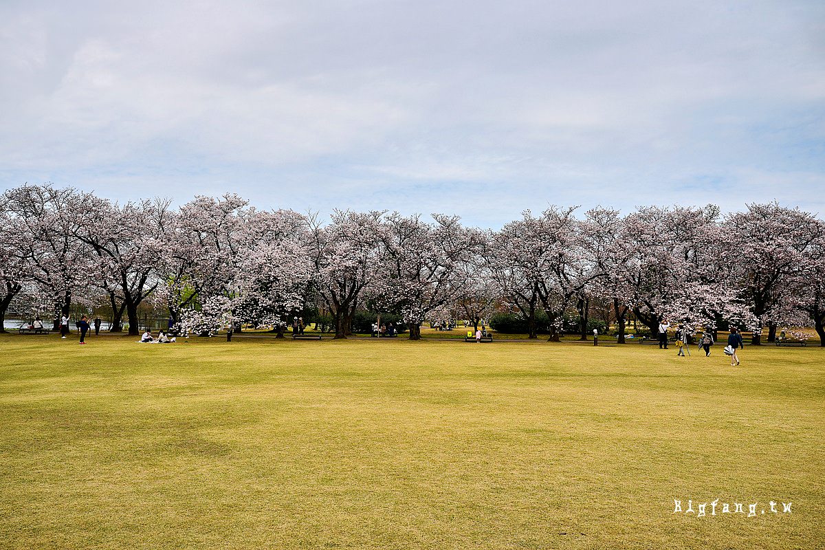 富山縣中央植物園 櫻花 