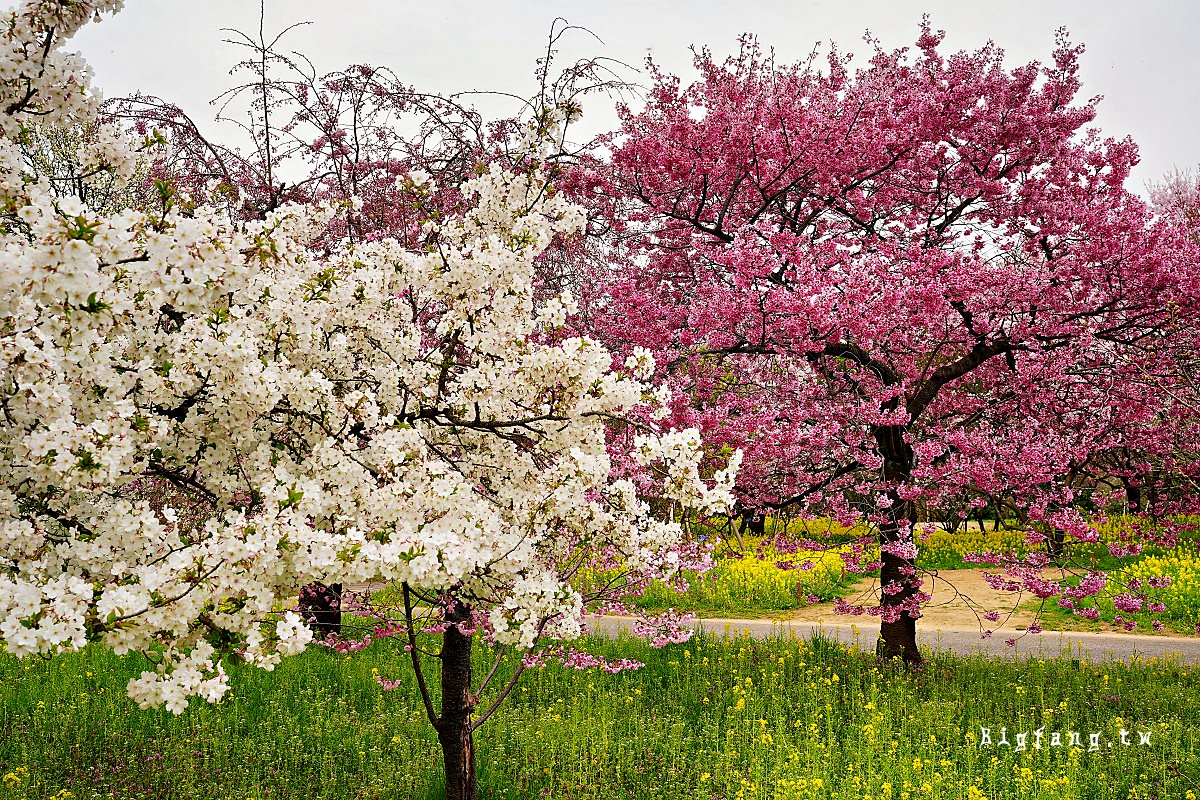 富山縣中央植物園 櫻花 