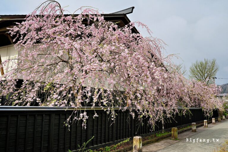 [秋田縣.仙北市.角館] 檜木內川堤 染井吉野櫻 + 武家屋敷 枝垂櫻 @ 日本櫻名所100選,秋田必訪賞櫻花聖地 - 樂活的大方