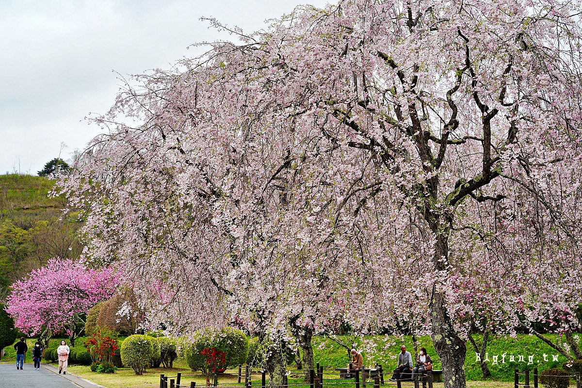 岩手縣盛岡市 米內淨水場の櫻 櫻花