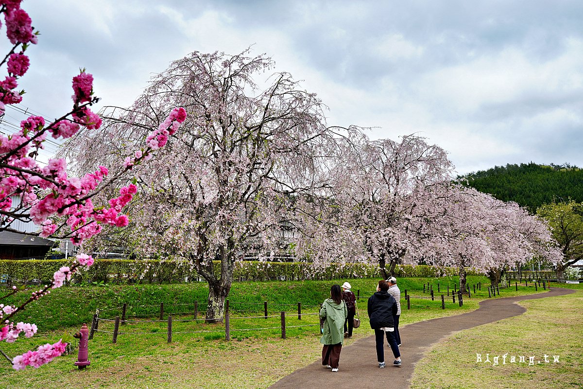 岩手縣盛岡市 米內淨水場の櫻 櫻花