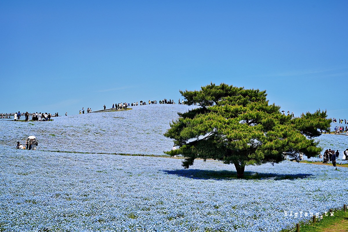 茨城縣 國營常陸海濱公園 粉蝶花