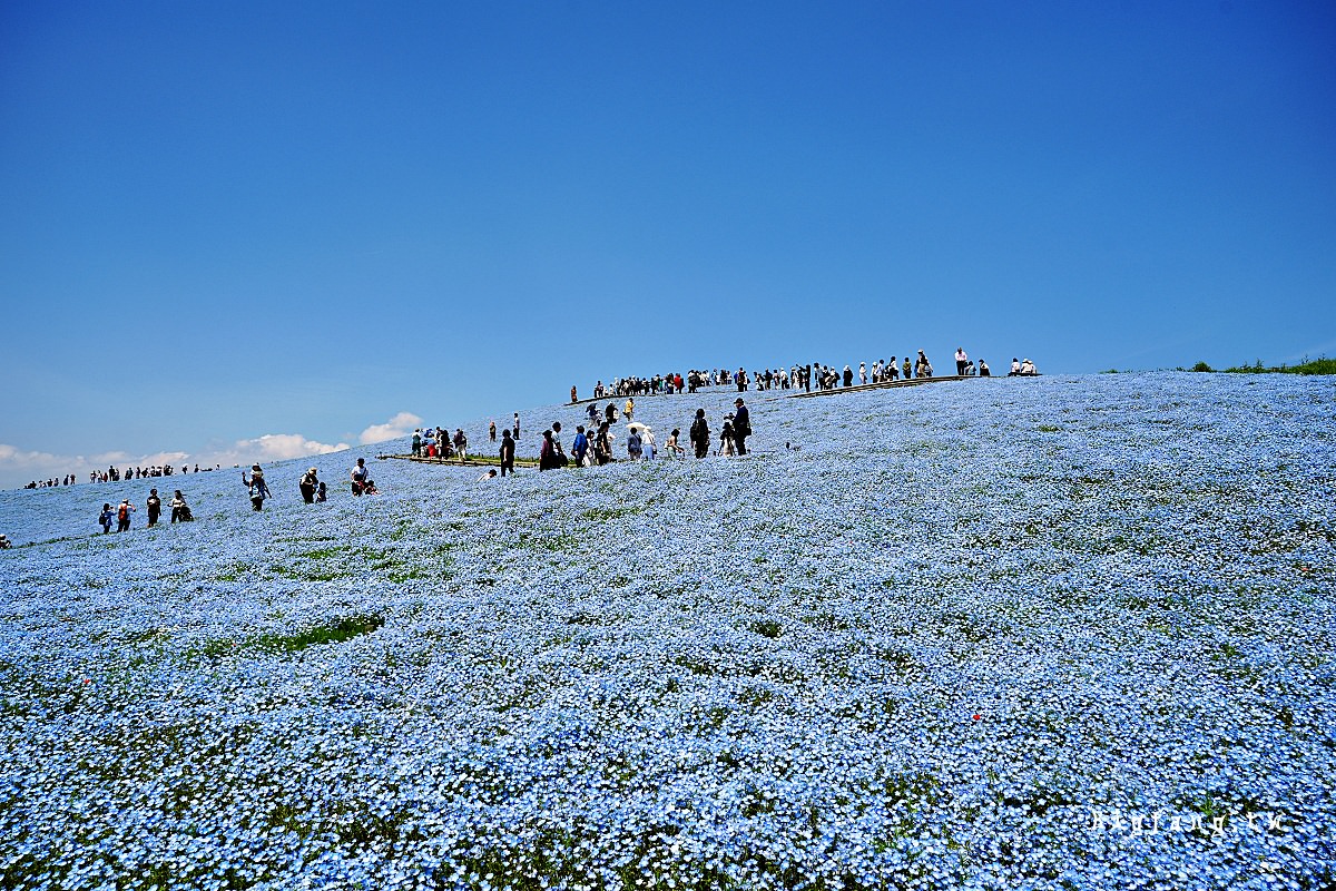 茨城縣 國營常陸海濱公園 粉蝶花