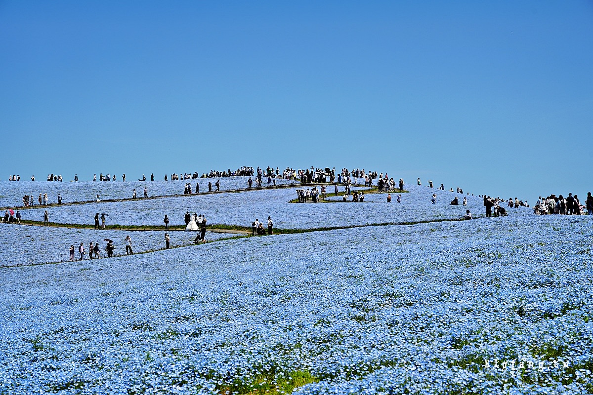 茨城縣 國營常陸海濱公園 粉蝶花