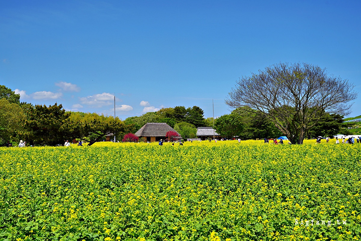 茨城縣 國營常陸海濱公園 油菜花