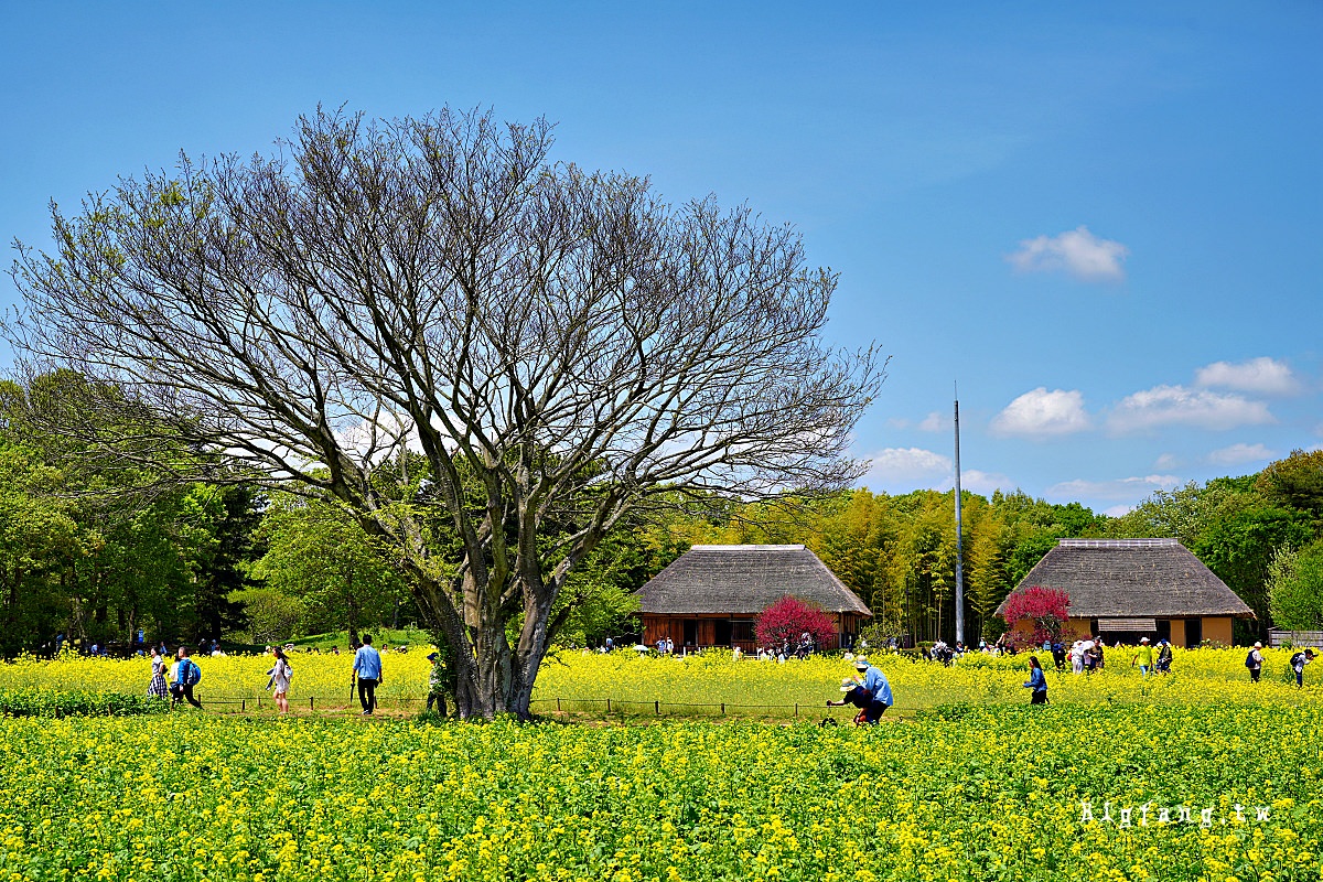 茨城縣 國營常陸海濱公園 油菜花