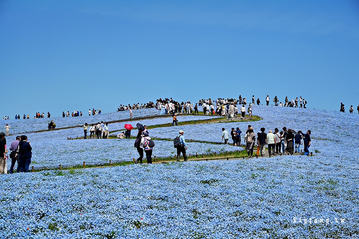 茨城縣 國營常陸海濱公園 粉蝶花