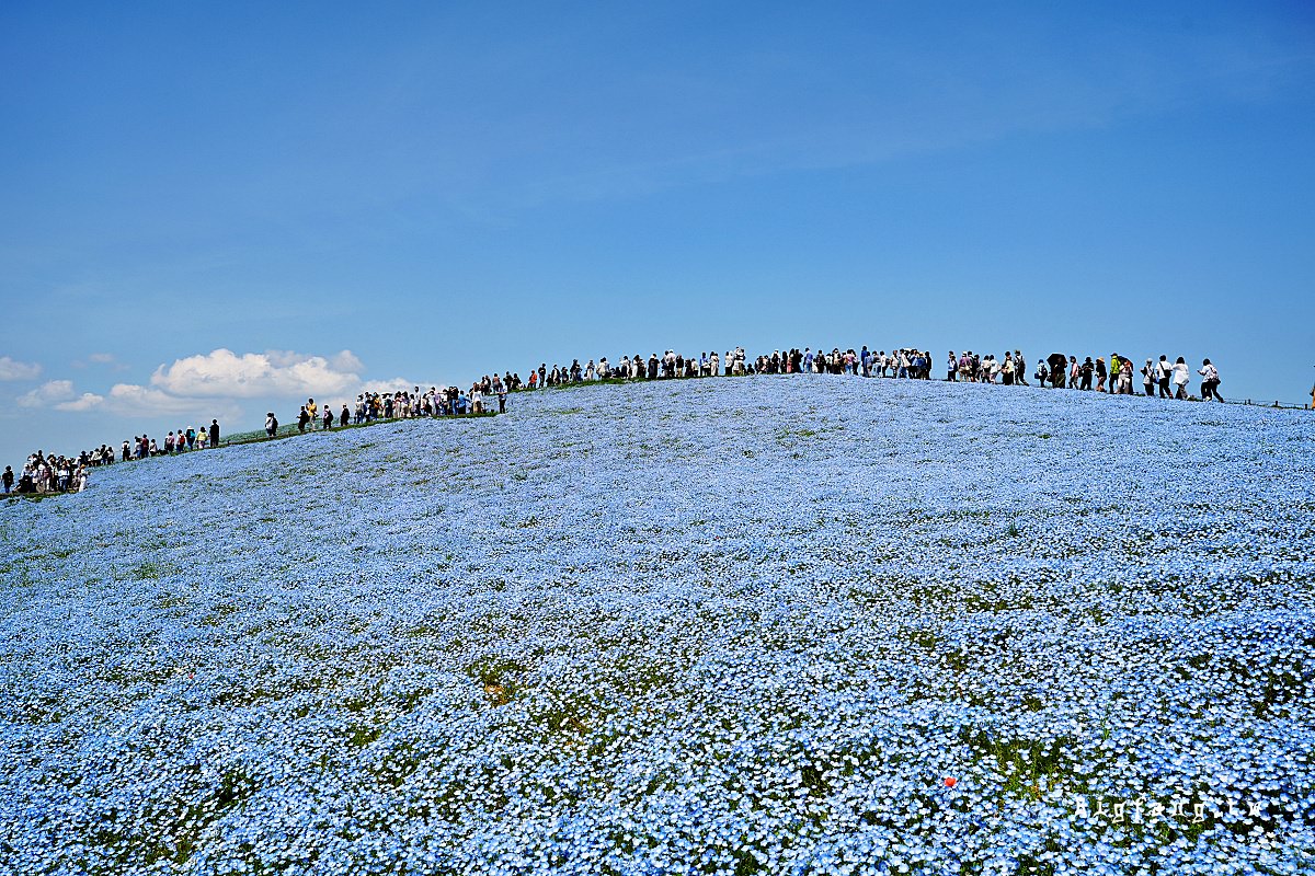 茨城縣 國營常陸海濱公園 粉蝶花