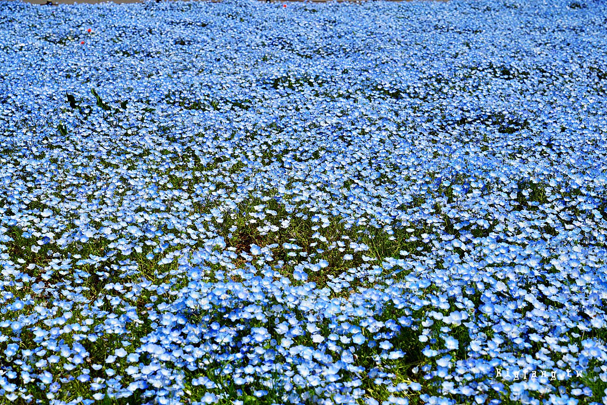 茨城縣 國營常陸海濱公園 粉蝶花