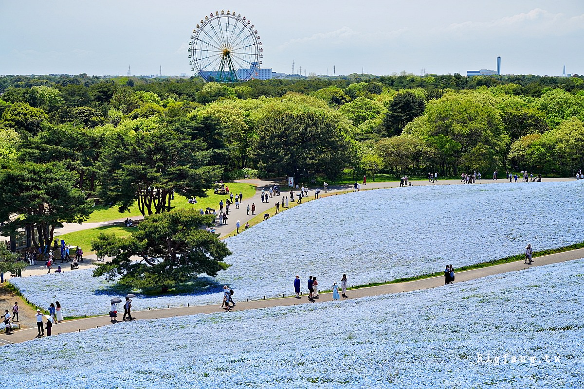 茨城縣 國營常陸海濱公園 粉蝶花