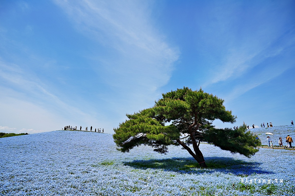 茨城縣 國營常陸海濱公園 粉蝶花