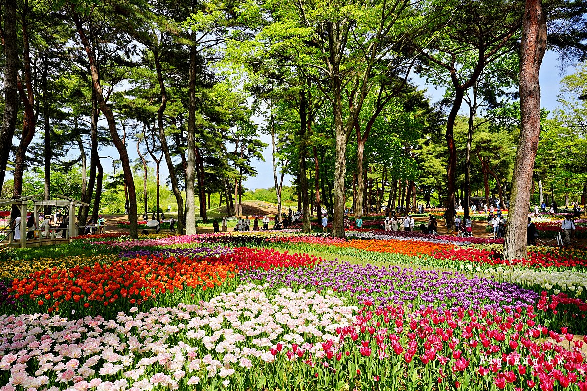 茨城縣 國營常陸海濱公園 鬱金香