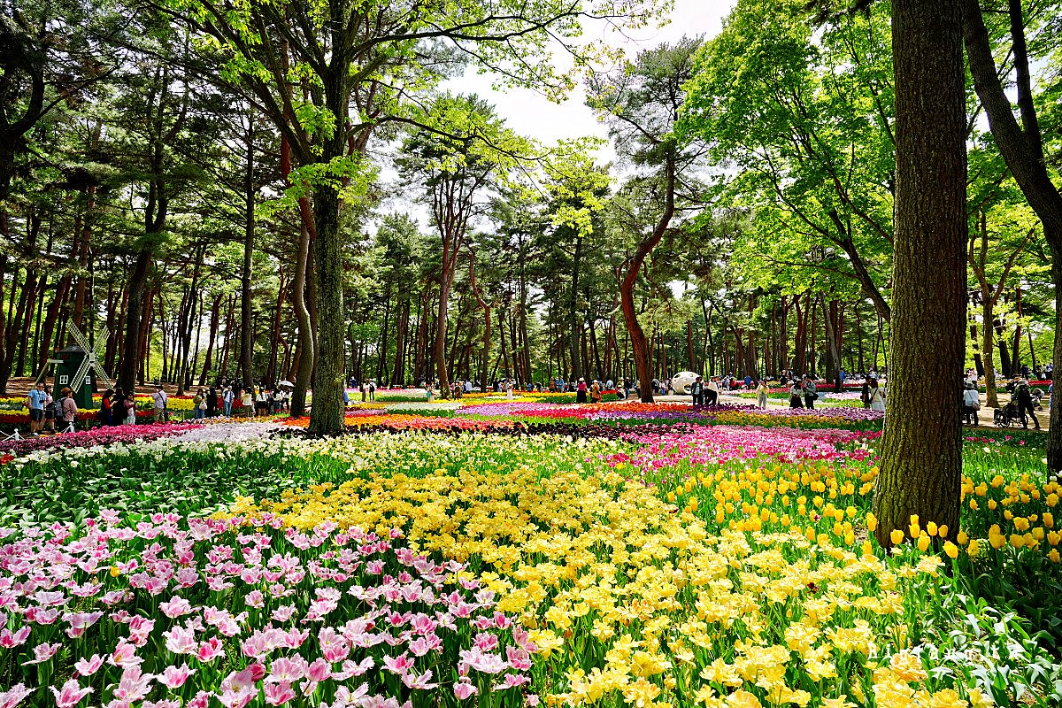 茨城縣 國營常陸海濱公園 鬱金香