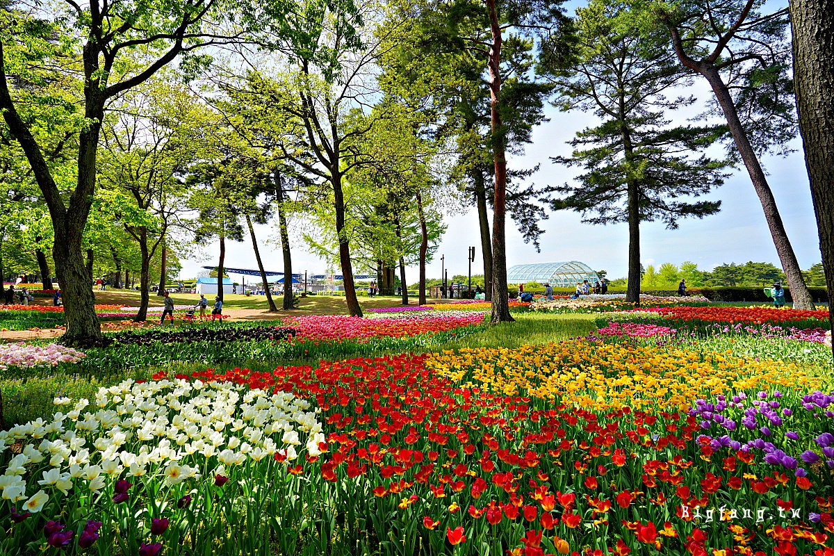 茨城縣 國營常陸海濱公園 鬱金香