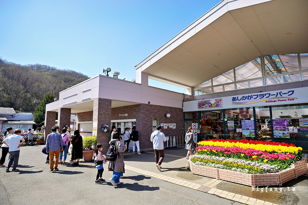 栃木縣 足利花卉公園 紫藤花物語大藤節