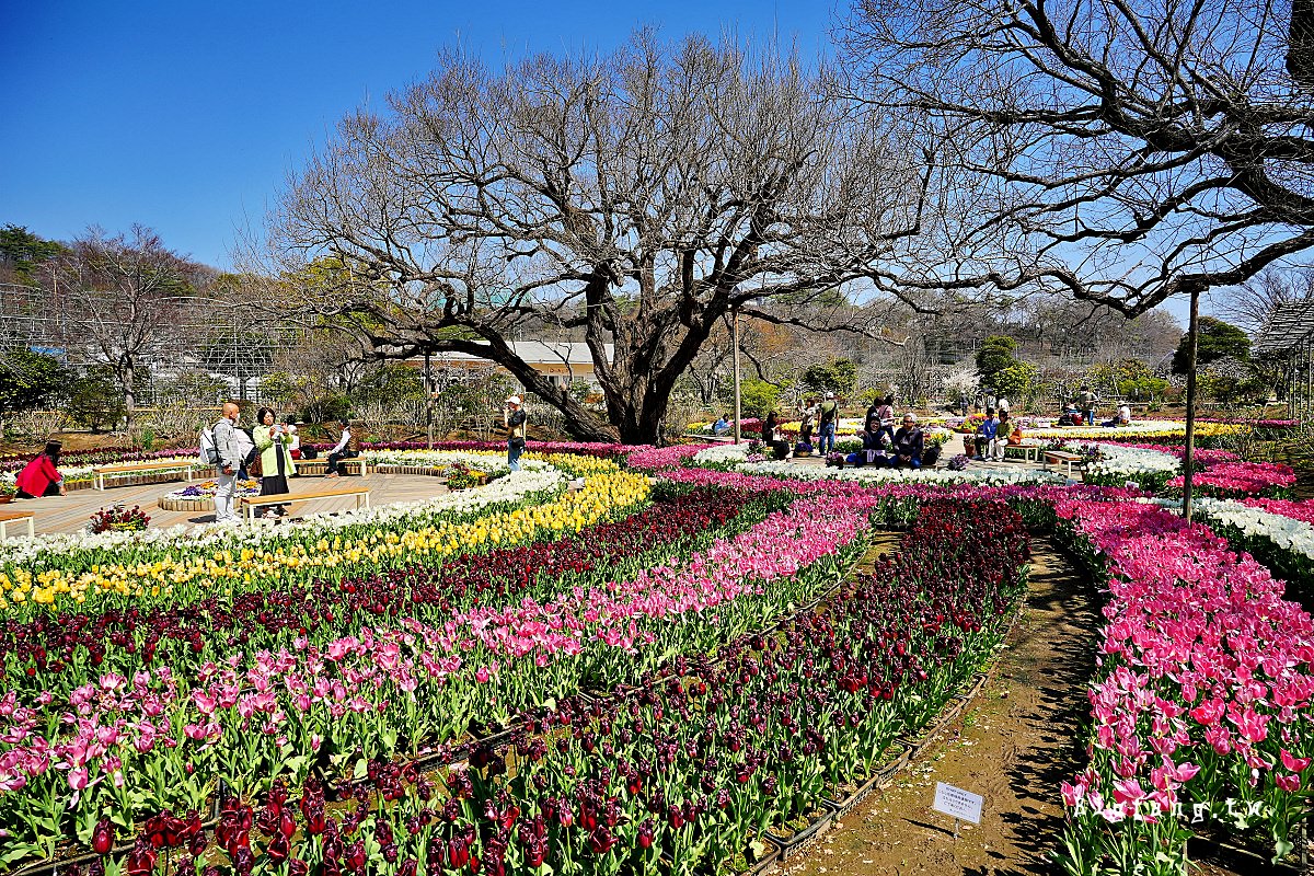 栃木縣 足利花卉公園