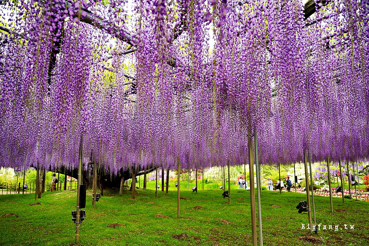 栃木縣 足利花卉公園 紫藤花物語大藤節