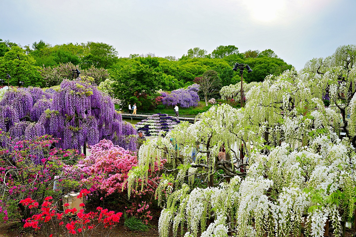 栃木縣 足利花卉公園 紫藤花物語大藤節