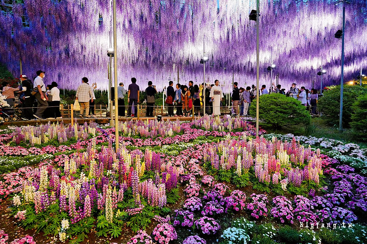 栃木縣 足利花卉公園 紫藤花物語大藤節