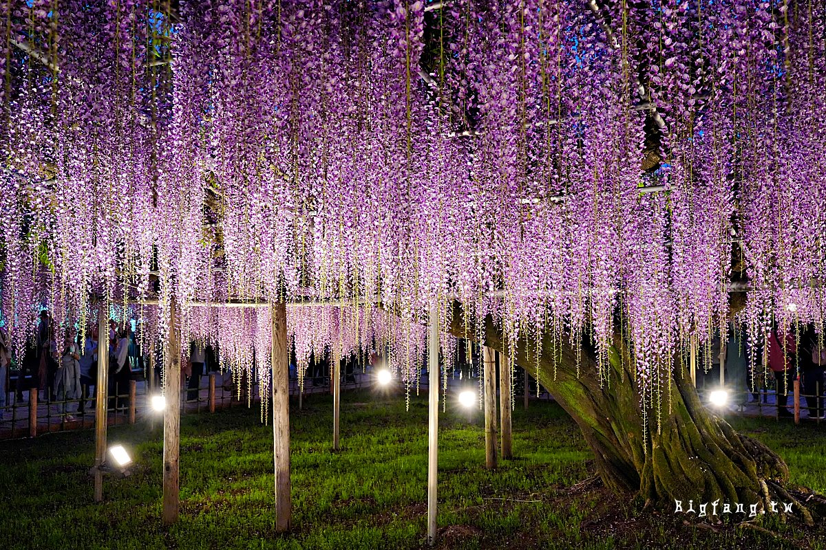 栃木縣 足利花卉公園 紫藤花物語大藤節