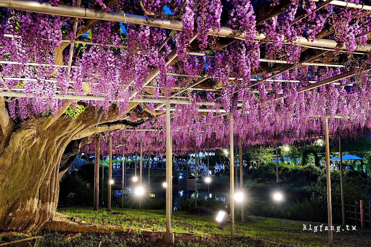 栃木縣 足利花卉公園 紫藤花物語大藤節