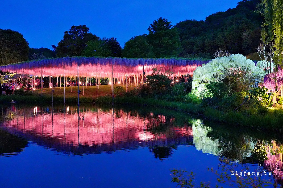 栃木縣 足利花卉公園 紫藤花物語大藤節