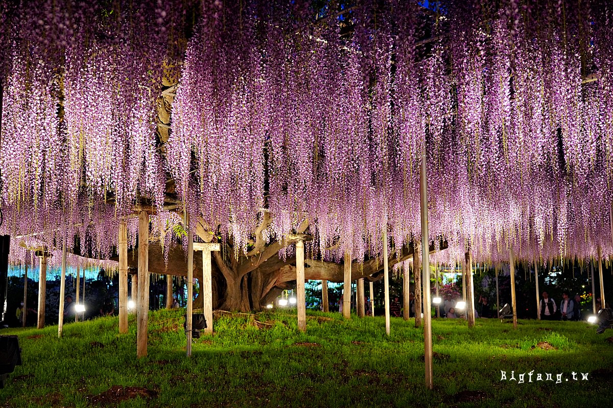 栃木縣 足利花卉公園 紫藤花物語大藤節