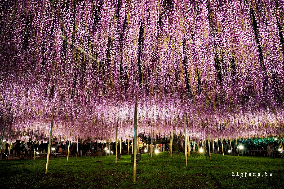 栃木縣 足利花卉公園 紫藤花物語大藤節