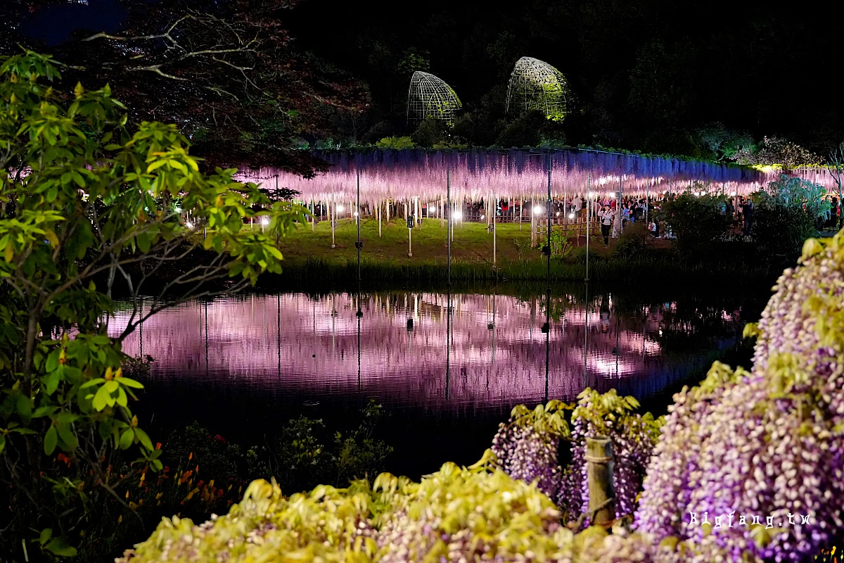 栃木縣 足利花卉公園 紫藤花物語大藤節