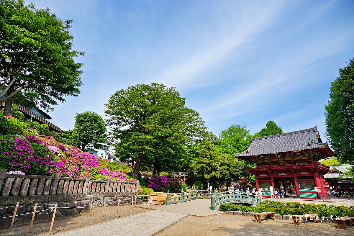 東京文京區 根津神社 杜鵑花