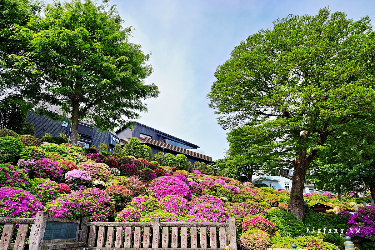 東京文京區 根津神社 杜鵑花