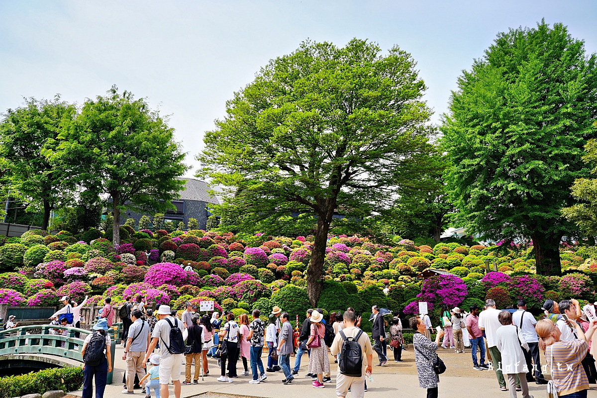 東京文京區 根津神社 杜鵑花