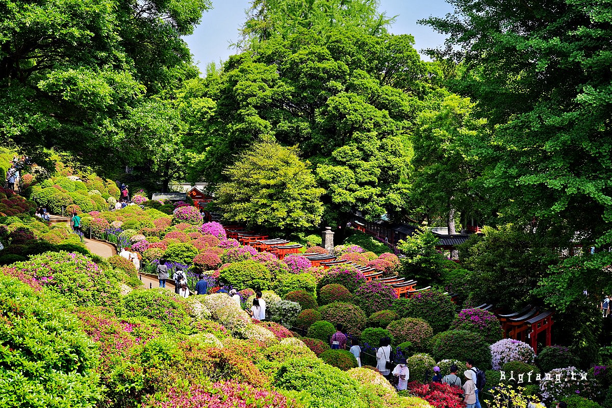 東京文京區 根津神社 杜鵑花