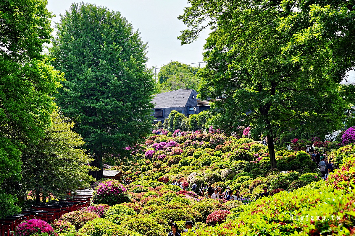 東京文京區 根津神社 杜鵑花