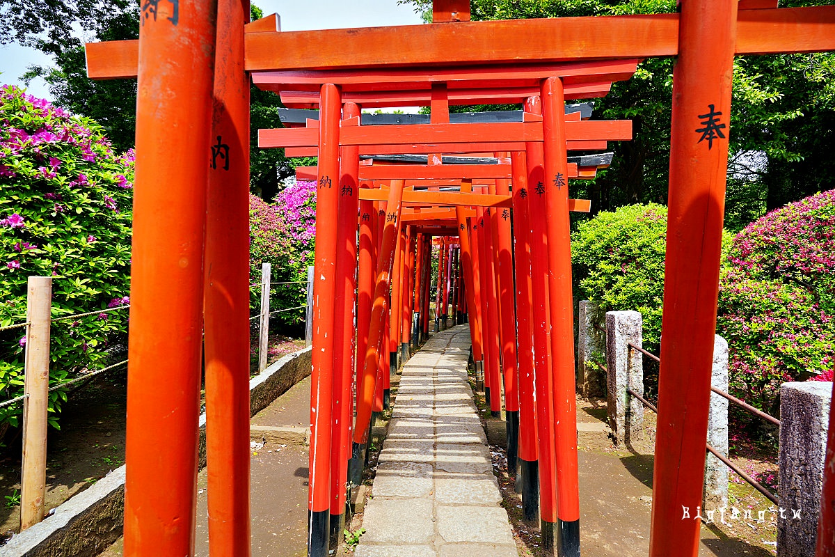 東京文京區 根津神社 千本鳥居