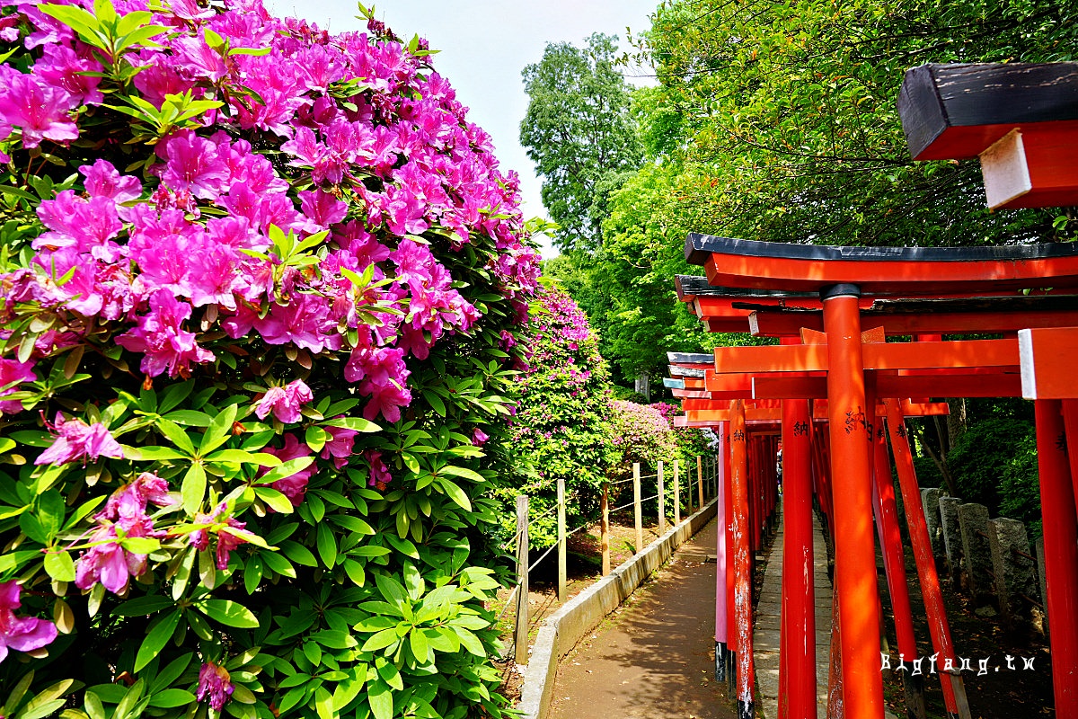 東京文京區 根津神社 千本鳥居