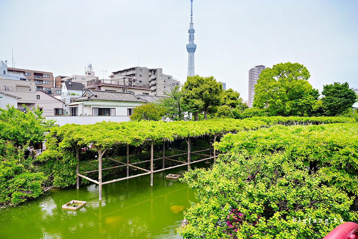 東京江東區 龜戶天神社 紫藤花 晴空塔