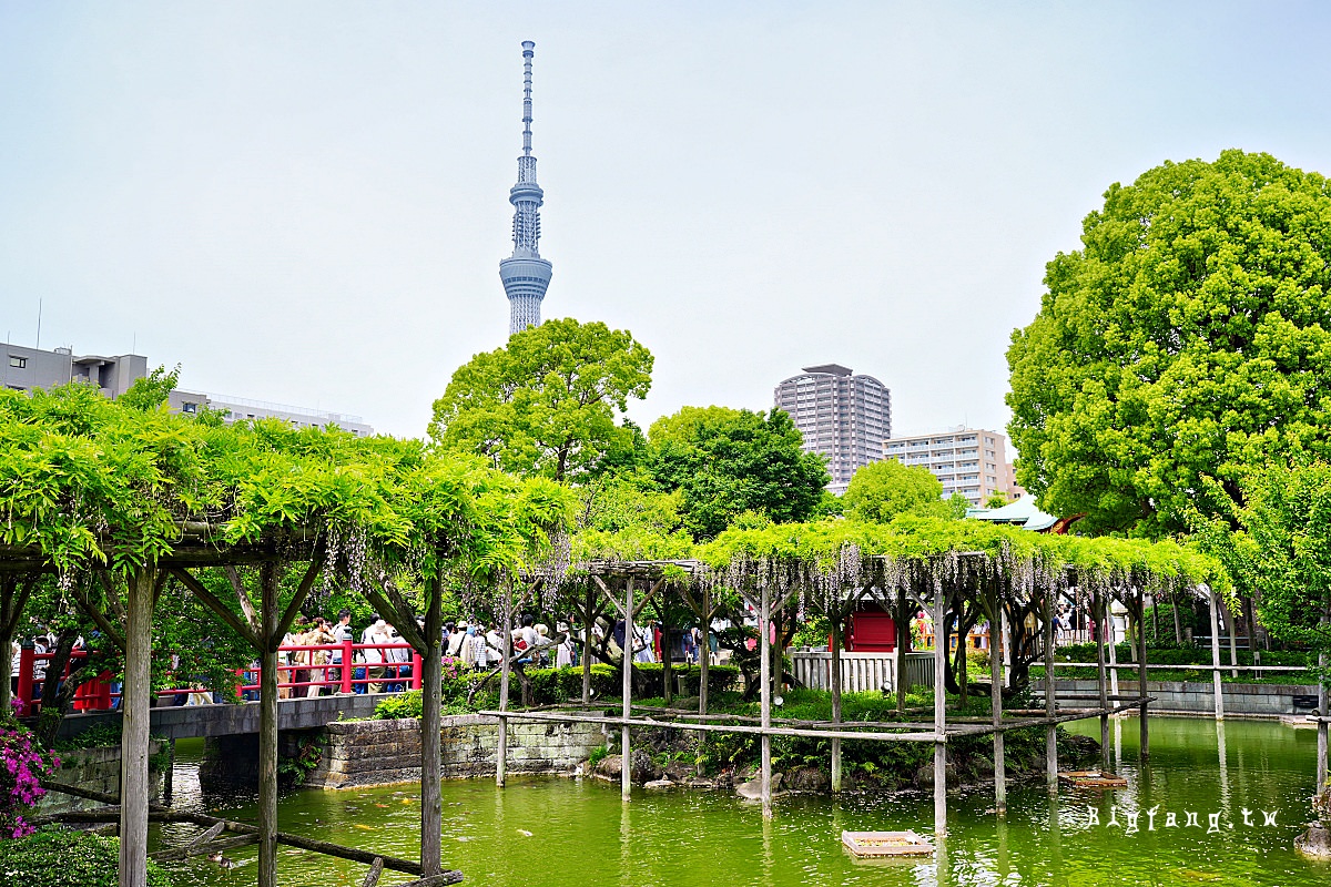 東京江東區 龜戶天神社 紫藤花 晴空塔