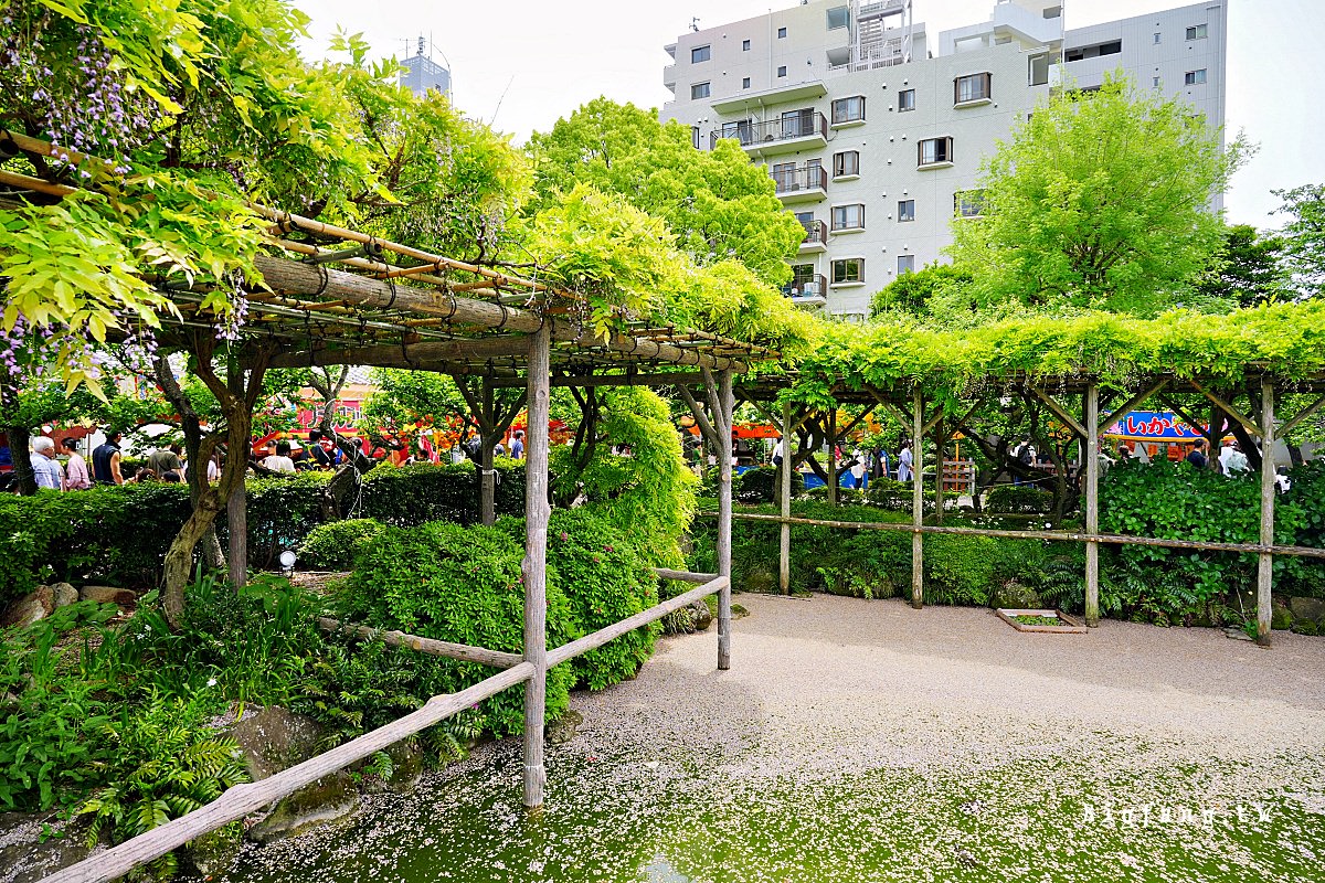 東京江東區 龜戶天神社 紫藤花