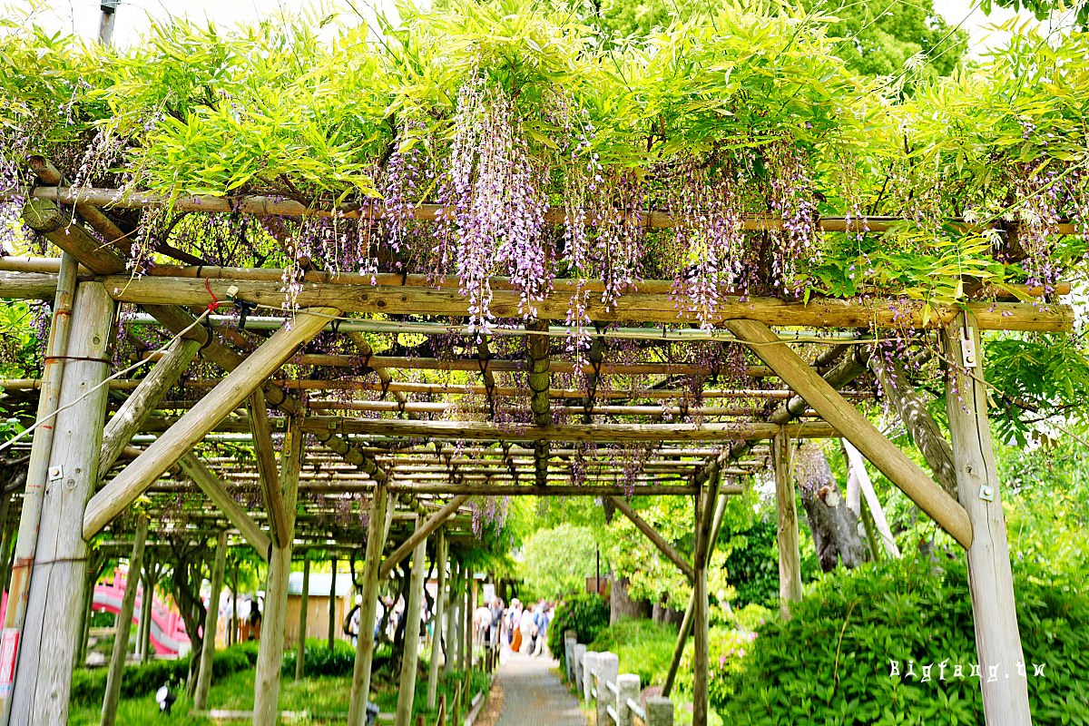 東京江東區 龜戶天神社 紫藤花